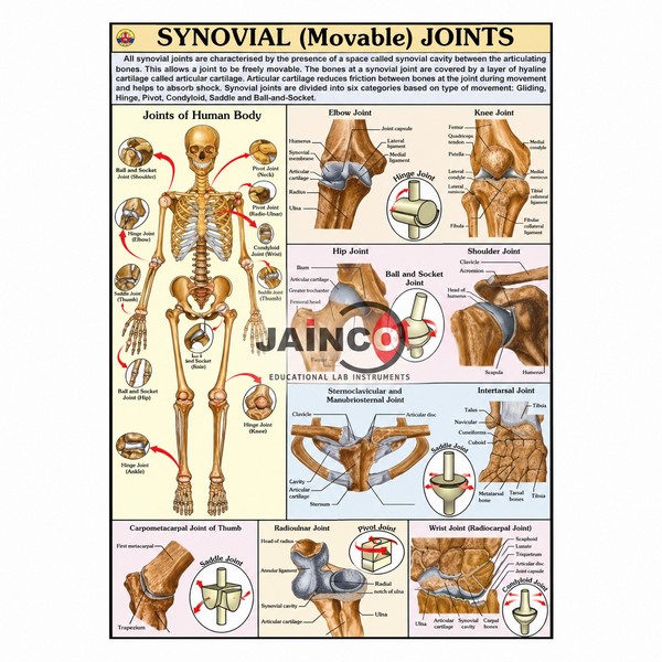 Movable Joints Chart